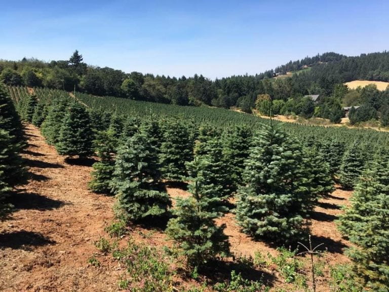 Christmas Trees Pronzini Farms