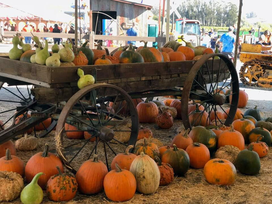 Petaluma CA Pumpkin Patch, Halloween Family Activities, Haunted Village
