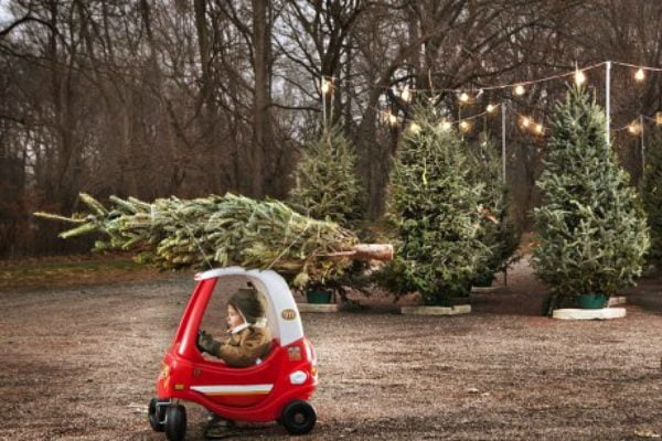 toy-car-and-tree
