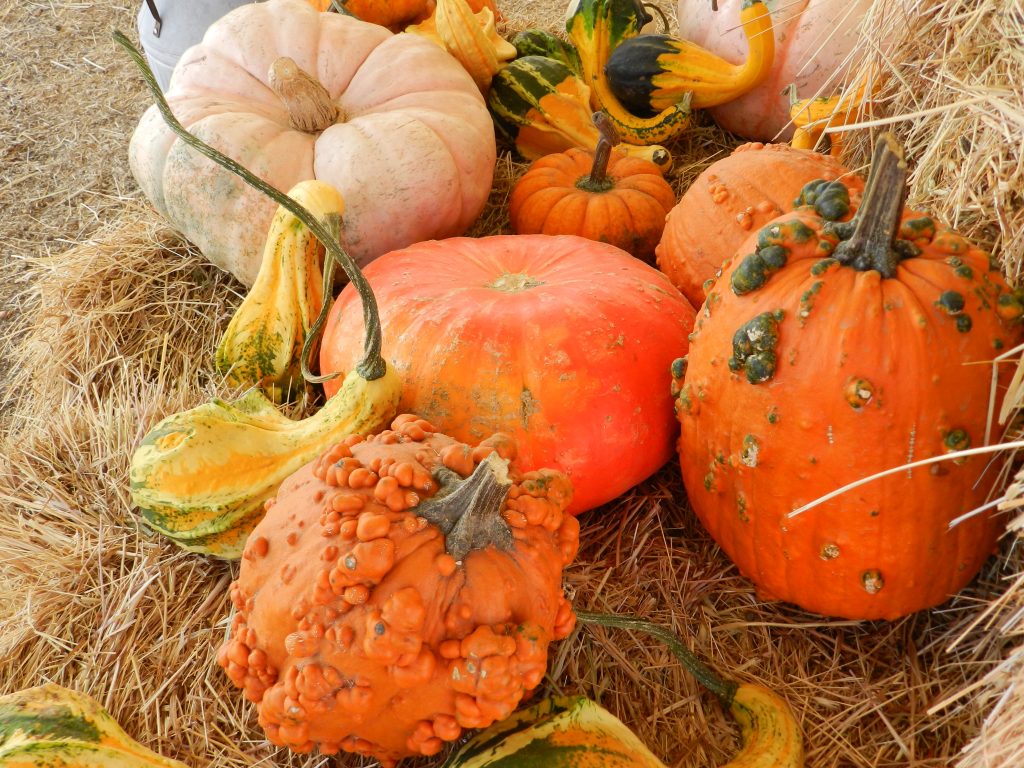 Petaluma CA Pumpkin Patch, Halloween Family Activities, Haunted Village, Pony Rides