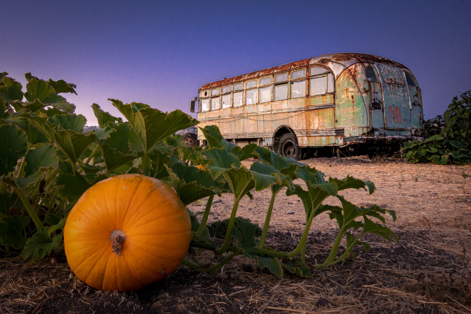 Pumpkin Patch Photo Gallery Pronzini Farms